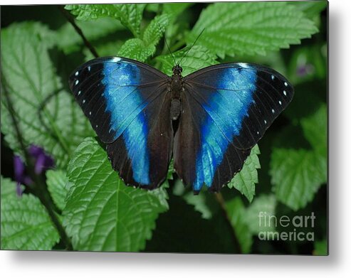 Blue Metal Print featuring the photograph Blue And Black by Kathleen Struckle