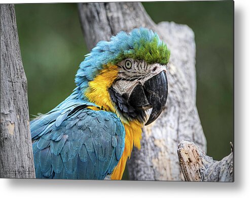 Animal Metal Print featuring the photograph Blue and Yellow Macaw by Teresa Wilson