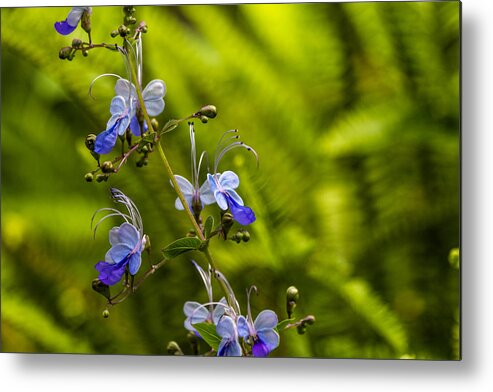 California Metal Print featuring the photograph Blue Butterfly by Laura Roberts