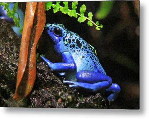 Frog Metal Print featuring the photograph Blue Dart Frog by Shoal Hollingsworth