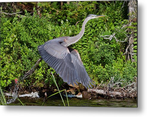 Blue Heron Metal Print featuring the photograph Blue Heron by Benjamin Dahl