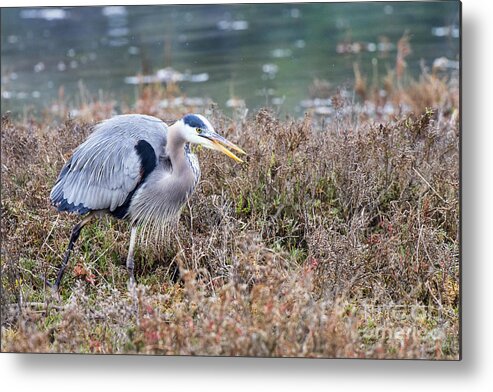 Blue Metal Print featuring the photograph Blue Heron On The Hunt by Eddie Yerkish
