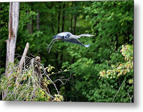 Blue Heron Metal Print featuring the photograph Blue Heron Take Off by Deborah Penland