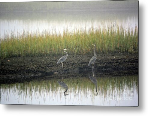 Marsh Metal Print featuring the photograph Blue herons on foggy marsh by Dianne Morgado