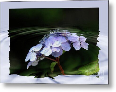 Blue Metal Print featuring the photograph Blue Hydrangea by Elaine Hunter