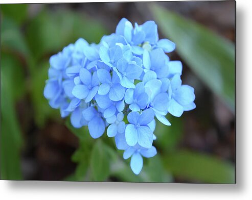 Hydrangea Metal Print featuring the photograph Blue Hydrangea Petals by Aimee L Maher ALM GALLERY