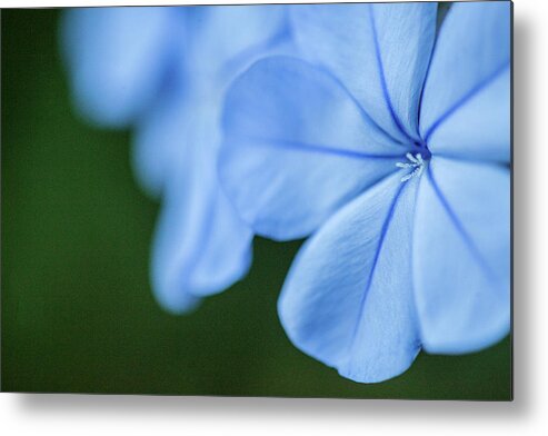 Flower Metal Print featuring the photograph Blue in Green 2 by Al Hurley