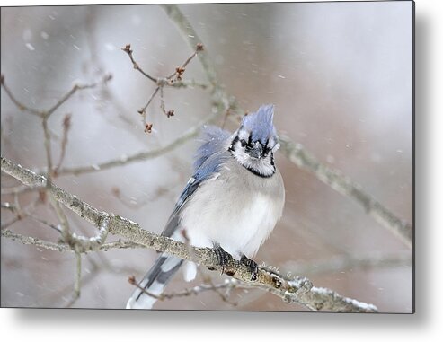 Blue Jay Metal Print featuring the photograph Blue Jay in a blizzard by Diane Giurco