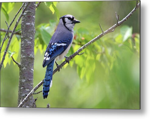 Blue Jay Metal Print featuring the photograph Blue Jay Stony Brook New York by Bob Savage