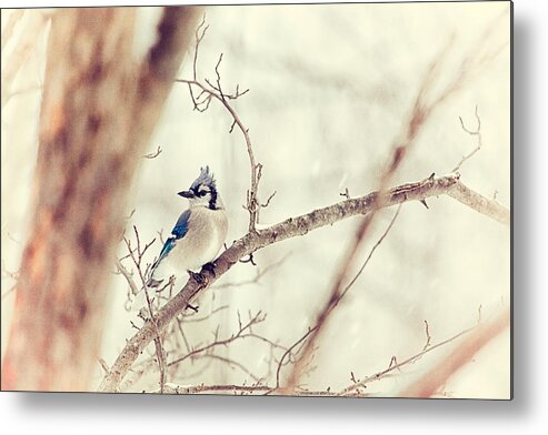 Blue Jay Metal Print featuring the photograph Blue Jay Winter by Karol Livote