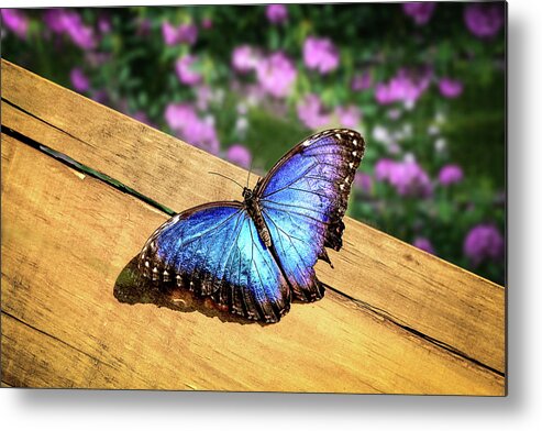Butterfly Metal Print featuring the photograph Blue Morpho Butterfly on a wooden board by Tim Abeln