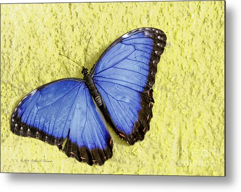 Butterfly Wonderland Metal Print featuring the photograph Blue Morpho Butterfly by Richard J Thompson