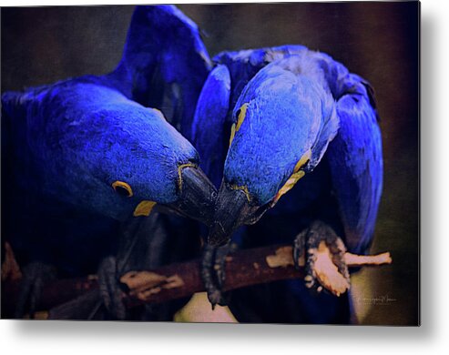 Parrot Metal Print featuring the photograph Blue Parrots by Maria Angelica Maira