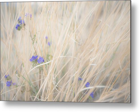 Borrego Springs Metal Print featuring the photograph Blue Phacelia by Shuwen Wu
