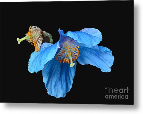 Poppy Metal Print featuring the photograph Blue Poppies by Cindy Manero