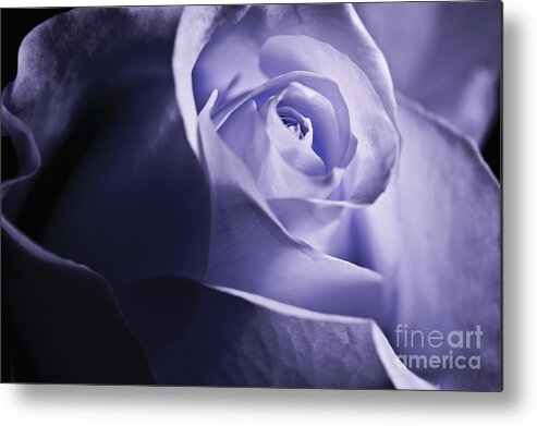 Screensaver Metal Print featuring the photograph Blue rose by Micah May