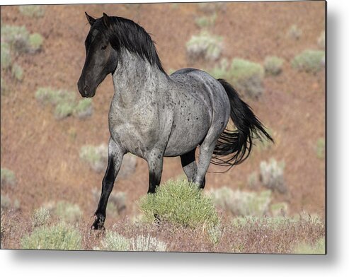 Wild Horse Metal Print featuring the photograph Blue surprise by John T Humphrey