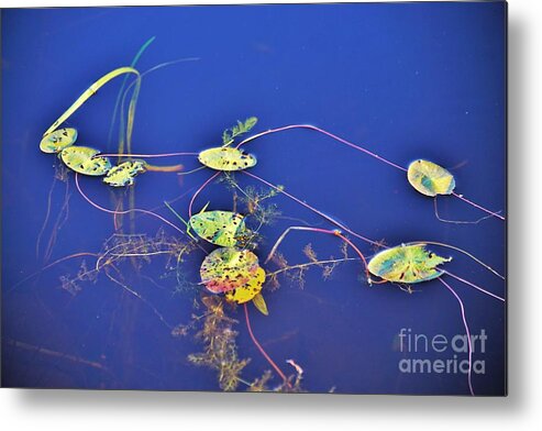 Lilly Pads Metal Print featuring the photograph Blue surroundings by Merle Grenz