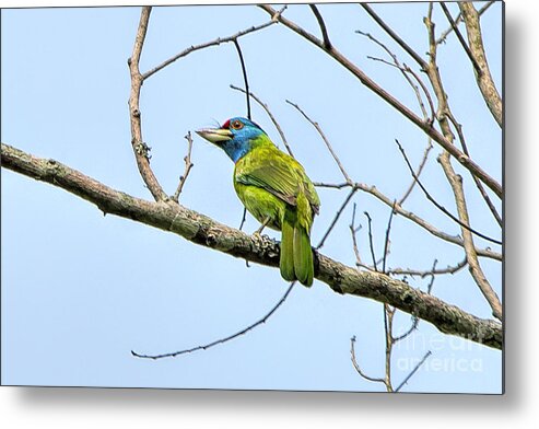 Bird Metal Print featuring the photograph Blue Throated Barbet by Pravine Chester