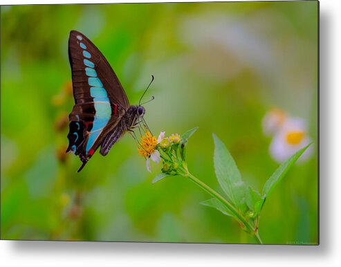 Blue Triangle Metal Print featuring the photograph Blue Triangle Butterfly on Okuma by Jeff at JSJ Photography