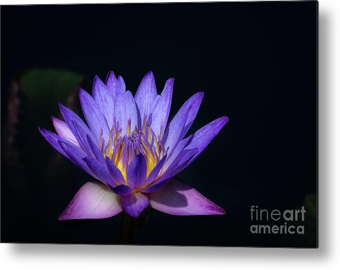 Flower Metal Print featuring the photograph Blue Water Lily by Andrea Silies