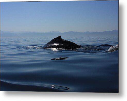 Whale Metal Print featuring the photograph Blue Waters by Nicola Fiscarelli