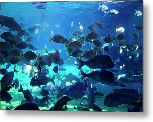 Fish Metal Print featuring the photograph Blue Waters Of Sea World by Miroslava Jurcik