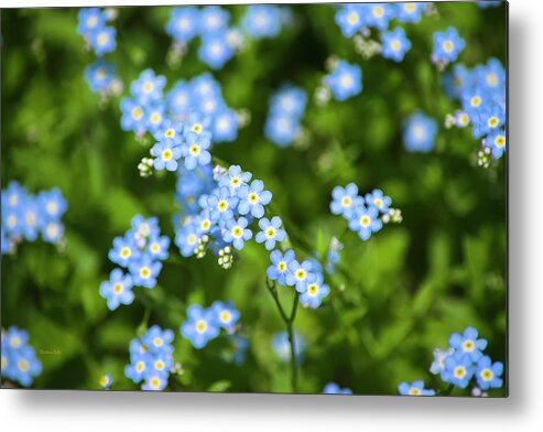 Blue Wildflowers Metal Print featuring the photograph Blue Wildflowers Forget Me Nots by Christina Rollo