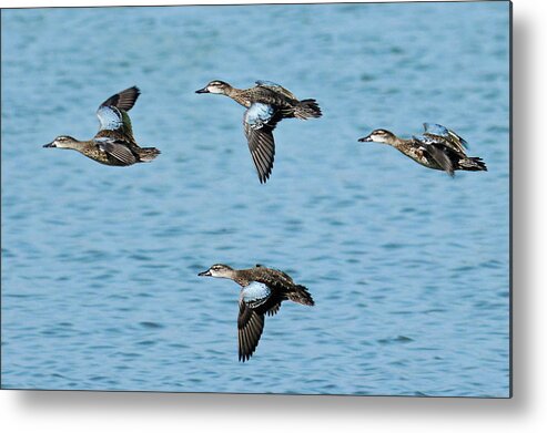 Anas Discors Metal Print featuring the photograph Blue Winged Beauties by Dawn Currie