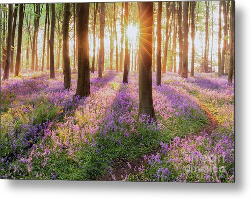 Bluebells Metal Print featuring the photograph Bluebell forest path at sunrise by Simon Bratt