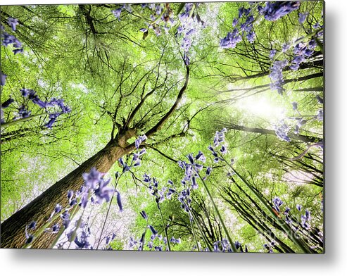 Flowers Metal Print featuring the photograph Bluebells from worms eye view by Simon Bratt