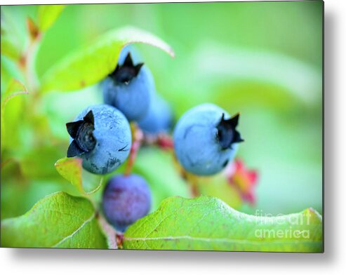 Maine Wild Blueberries Metal Print featuring the photograph Blueberries Up Close by Alana Ranney