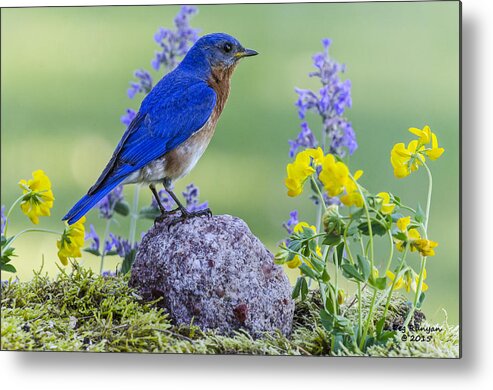 Bird Metal Print featuring the photograph Bluebird Amongst the Flowers by Peg Runyan