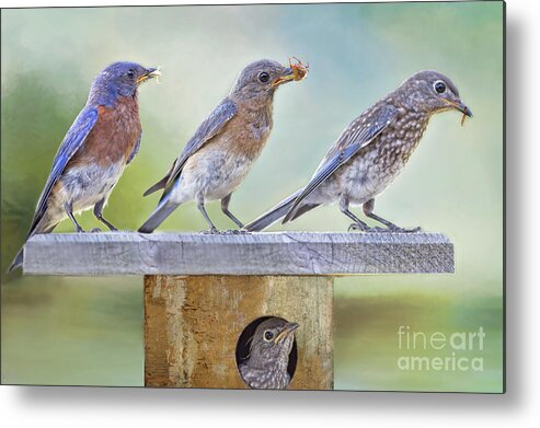 Bluebird Family Metal Print featuring the photograph Bluebird Family by Bonnie Barry