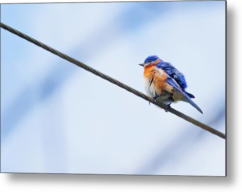Bluebird Metal Print featuring the photograph Bluebird of Happiness by Linda Unger