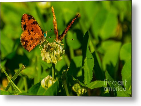 Butterfly Metal Print featuring the photograph Bluehead Butterfly by Metaphor Photo