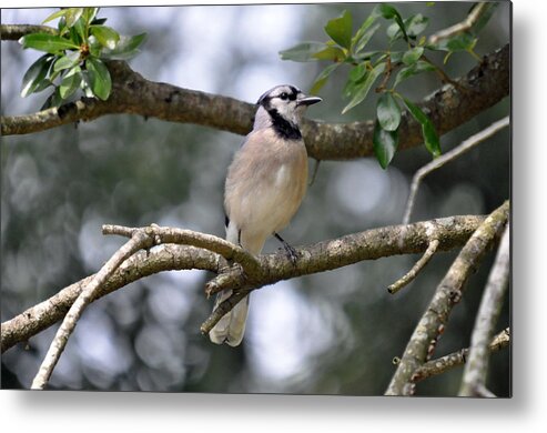 Bird Metal Print featuring the photograph BlueJay by Teresa Blanton