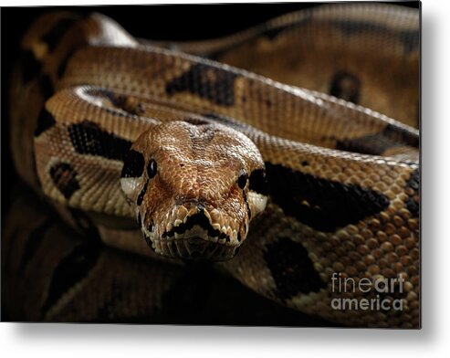 Boa Metal Print featuring the photograph Boa constrictor imperator color, on isolated black background by Sergey Taran