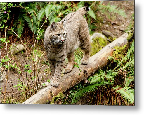 Animal Metal Print featuring the photograph Bobcat in Forest by Teri Virbickis