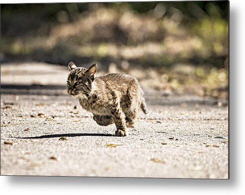 Bobcat Metal Print featuring the photograph Bobcat on the Run by Michael White