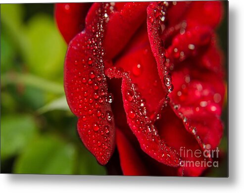 Floral Metal Print featuring the photograph Bold and Beautiful Rose Botanical / Nature / Floral Photograph by PIPA Fine Art - Simply Solid