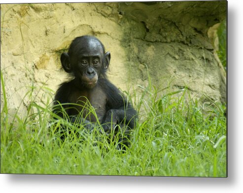 Bonobo Metal Print featuring the photograph Bonobo Tyke by DArcy Evans