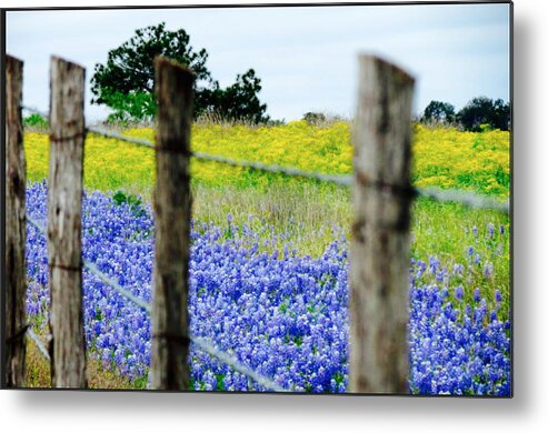 Bluebonnets Metal Print featuring the photograph Border Blue by David Norman