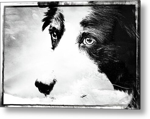 Mickey Metal Print featuring the photograph Border Collie by Cathy Harper