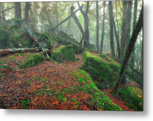 Boulder Metal Print featuring the photograph Boreal Forest by Jakub Sisak