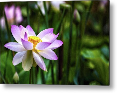 Lotus Metal Print featuring the photograph Born Of The Water by Edward Kreis