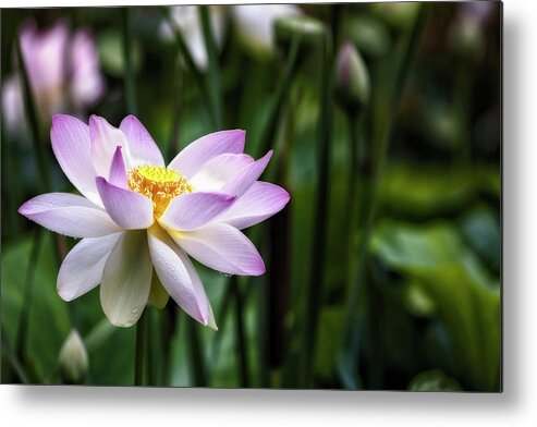 Lotus Metal Print featuring the photograph Born Of The Water Original by Edward Kreis