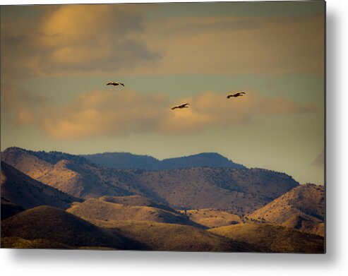 Nwr Metal Print featuring the photograph Bosque del Apache Cranes by Jeff Phillippi