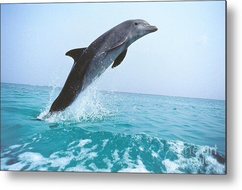 Adult Metal Print featuring the photograph Bottlenose Dolphin Tursiops Truncatus by Gerard Lacz