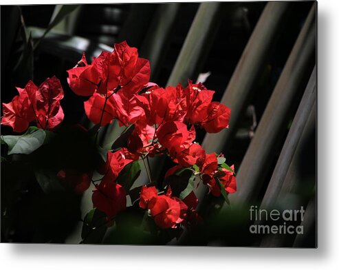 Flowers Metal Print featuring the photograph Bougainvilleas by Edward R Wisell